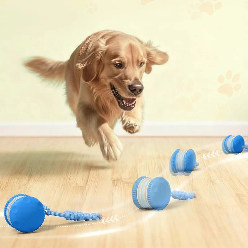 BirdyDog – Keeps dogs active, engaged, and happy all day long - Image 4