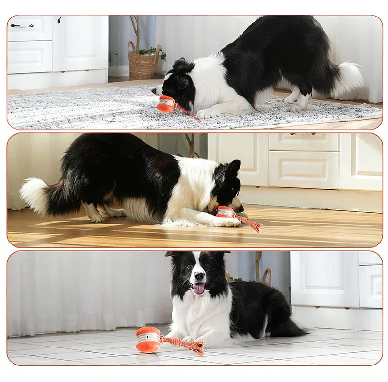 BirdyDog – Keeps dogs active, engaged, and happy all day long - Image 8