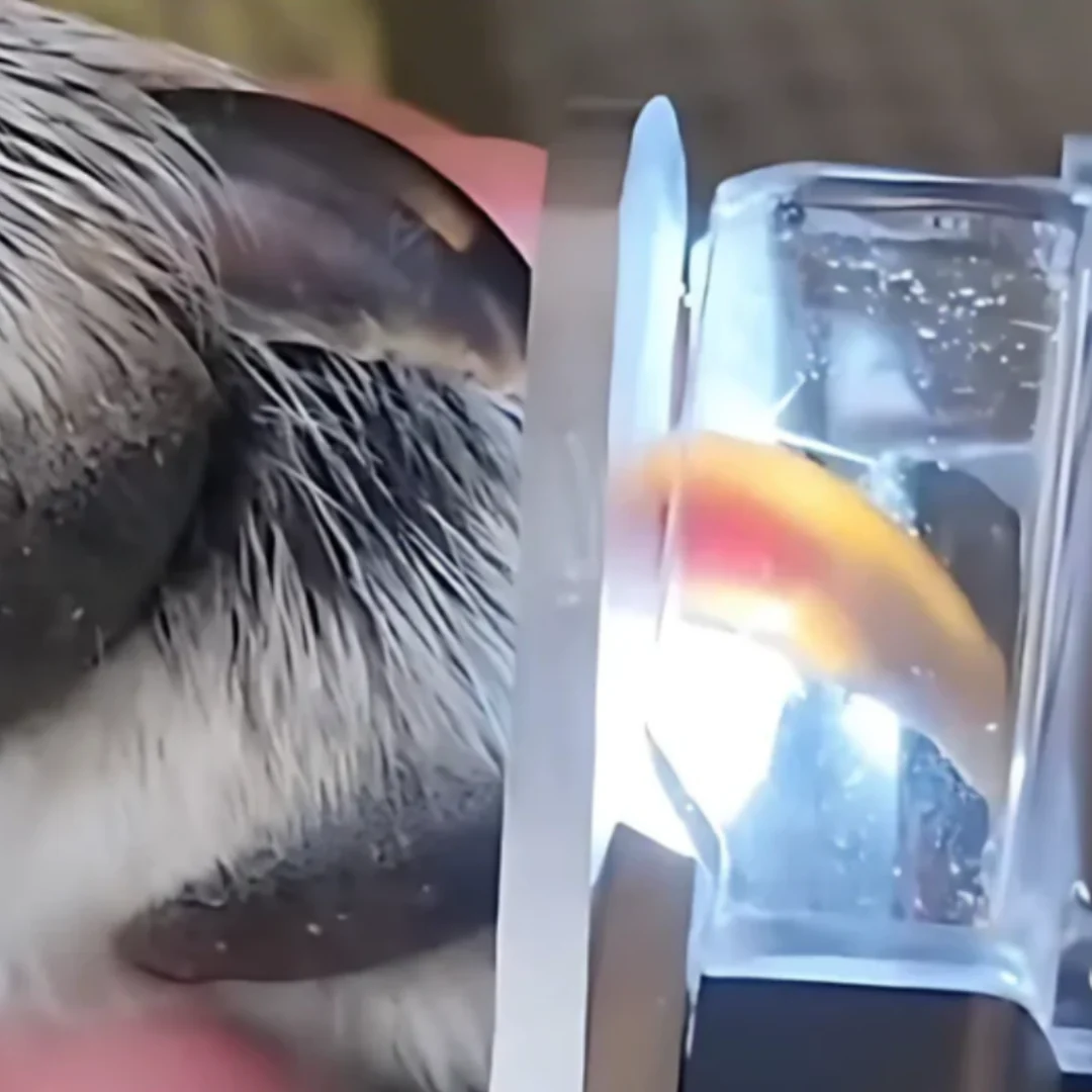 PawGlow – Safely Trim Dog Claws with Integrated LED Light - Image 7