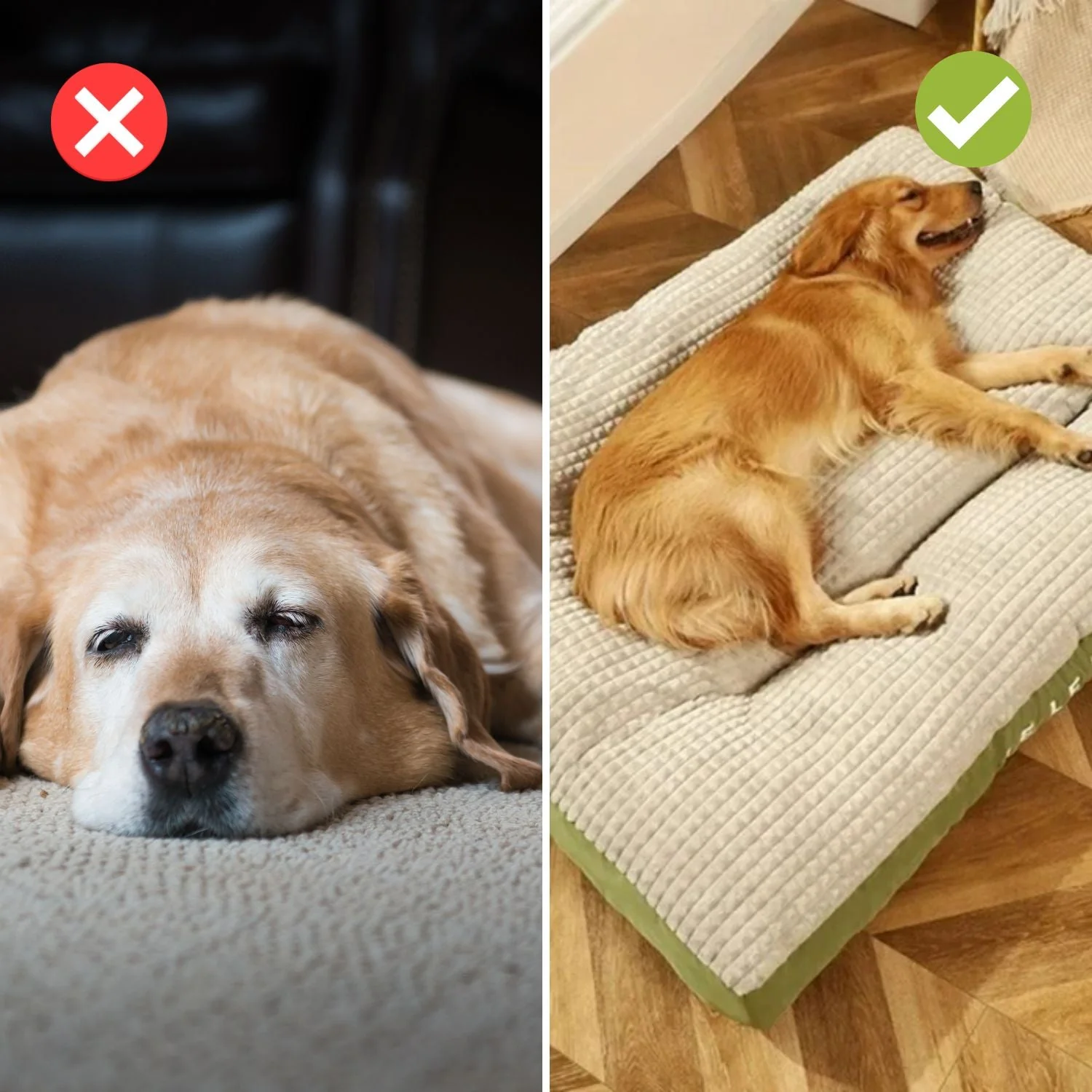 PawHaven – For Restful Sleep and Happy Dog Days - Image 2