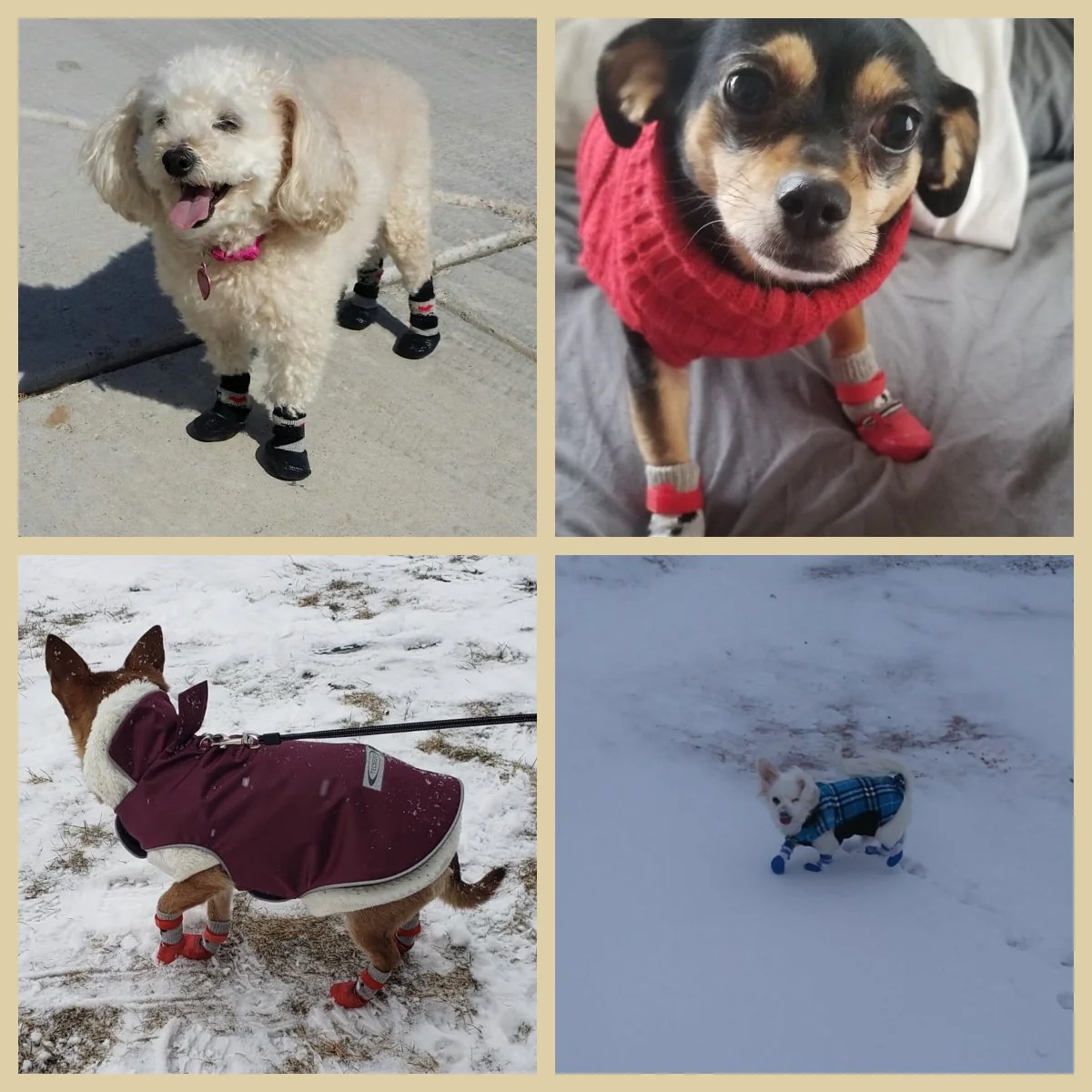 2+2 FREE | PawShield – Protect the paws you love! - Image 6