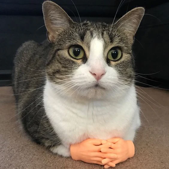 PawsTouch – The Toy Every Cat Instantly Loves