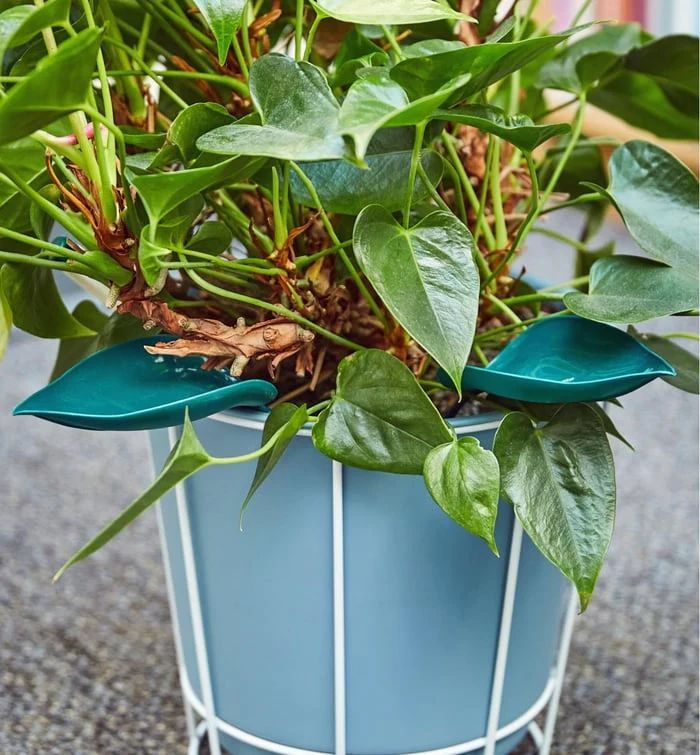 WateringLeave - Clean Water Plants Without Spilling or Mess, Every Time - Image 5